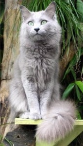 Chat Nebelung